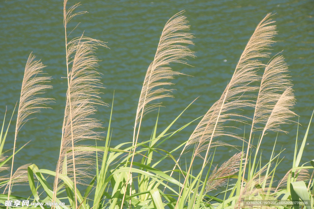 湖边漂亮芦苇