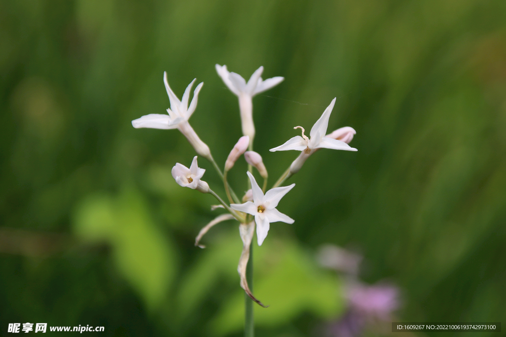 白色小花