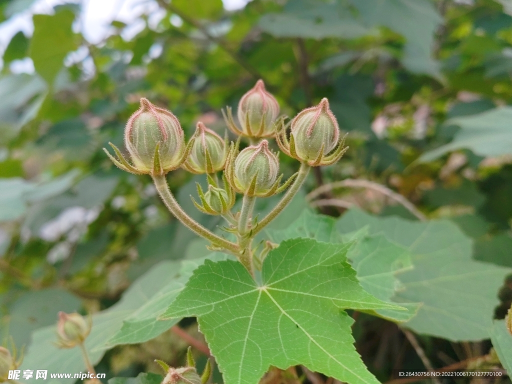 木芙蓉花蕾