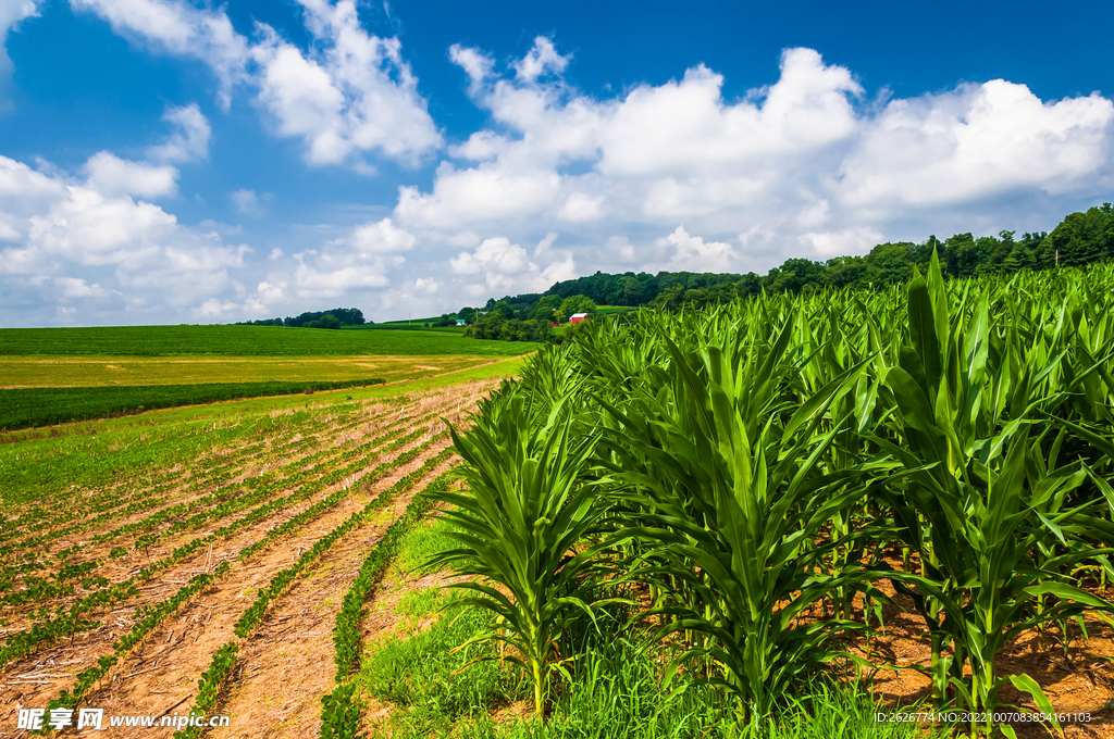蓝天白云玉米地