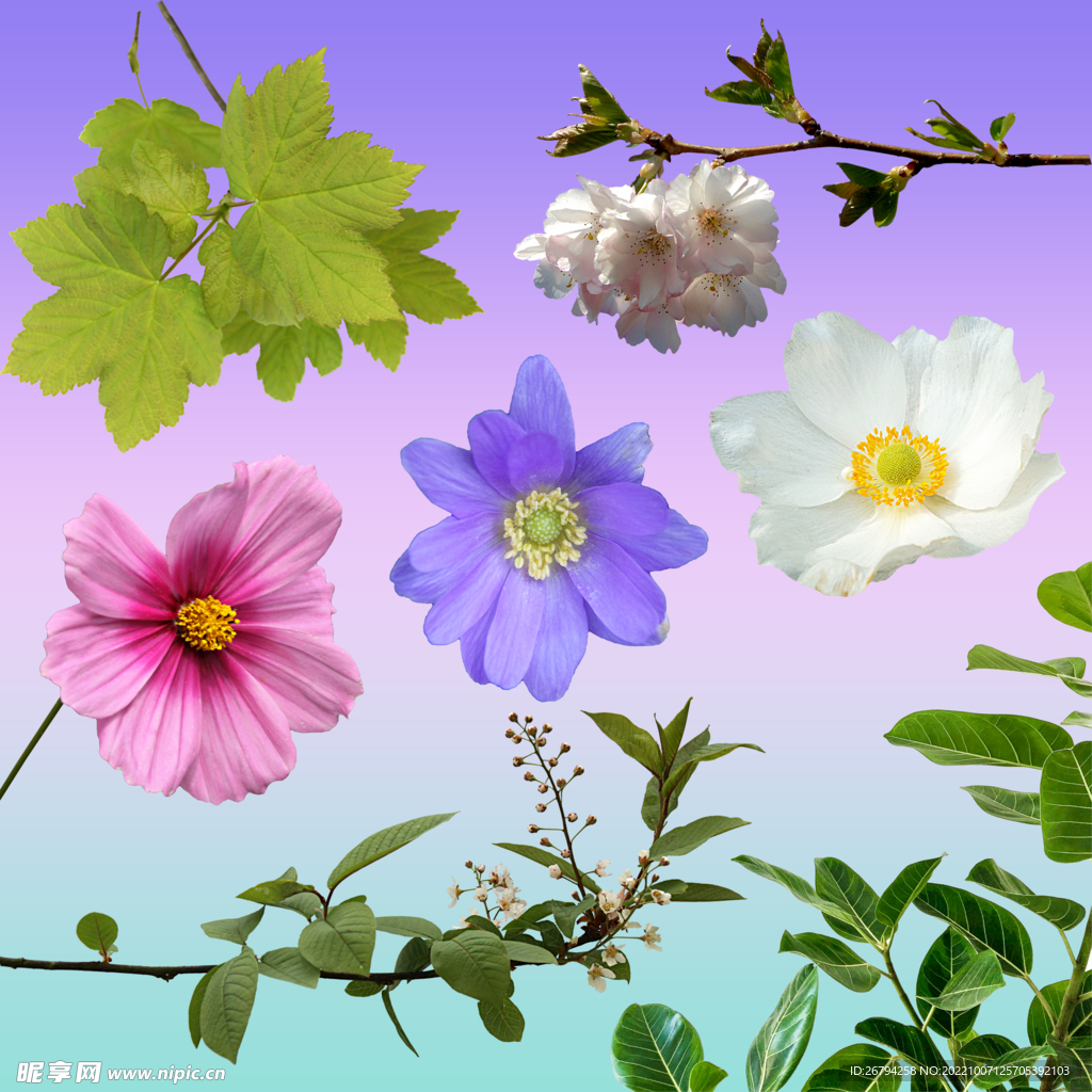 免抠图绿叶花瓣素材