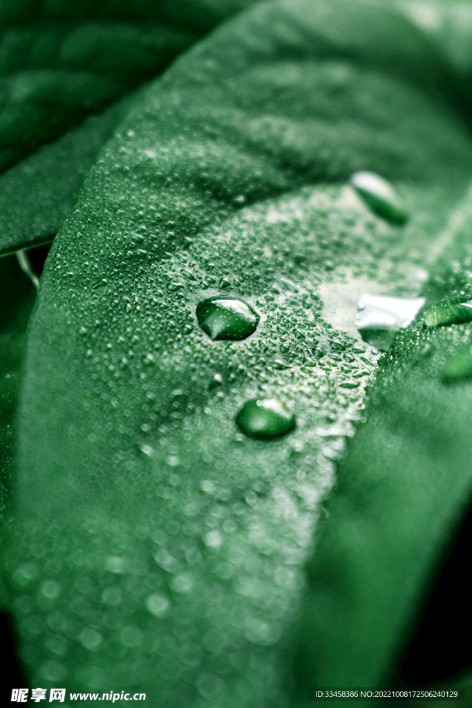 绿叶上雨滴