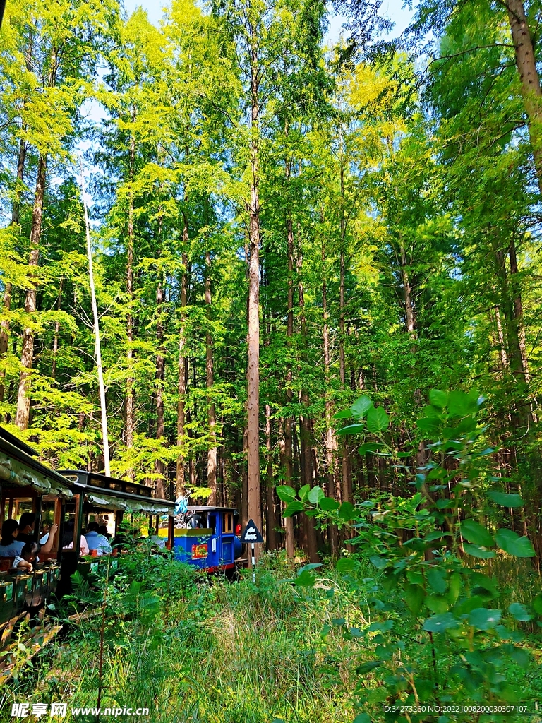森林小火车