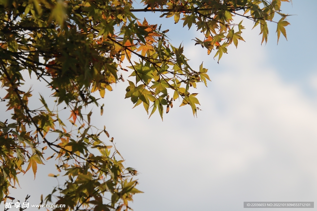 秋天天空枫叶