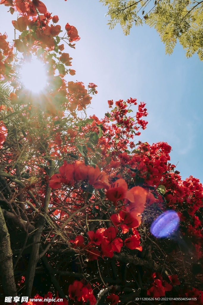 繁花阳光摄影