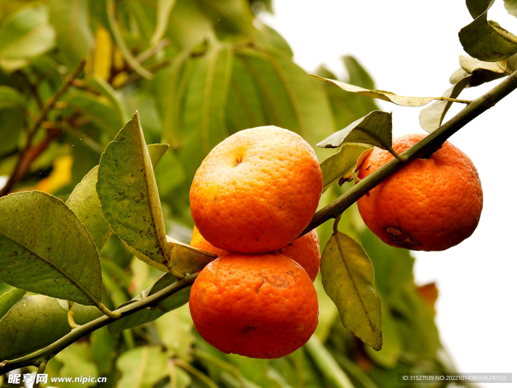 枝头的新鲜橘子