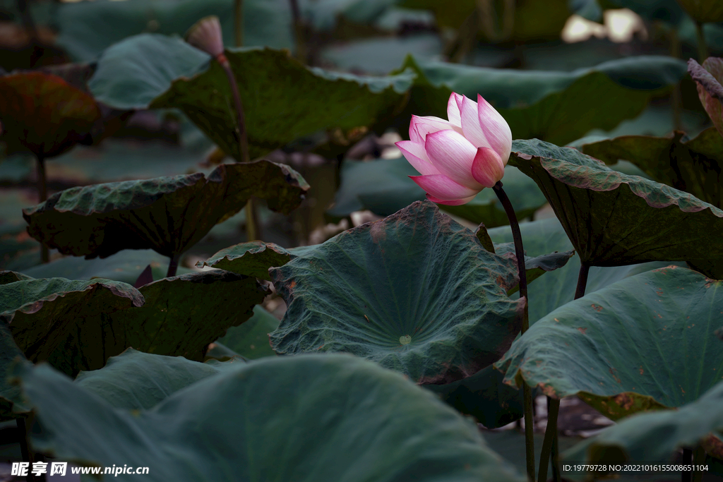 荷花 花卉 红荷 荷叶