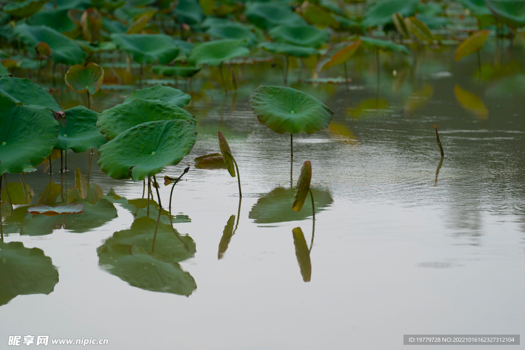 荷花 花卉 荷塘 荷叶