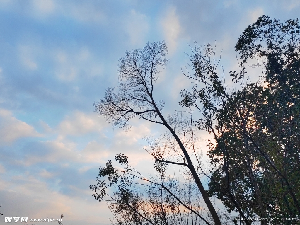 黄昏里树木剪影