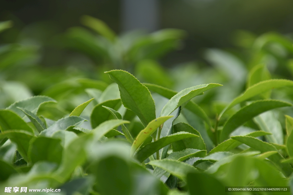 绿色茶叶