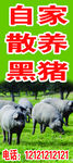 散养黑猪