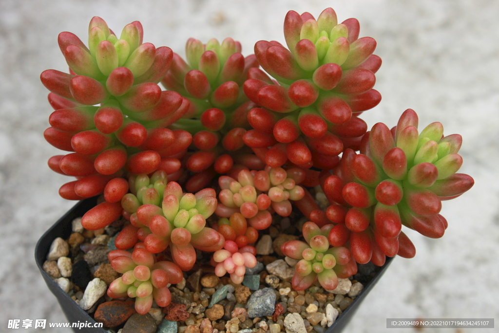 多肉植物虹之玉