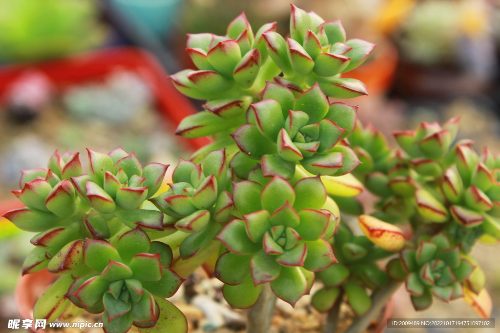 多肉植物酥皮鸭