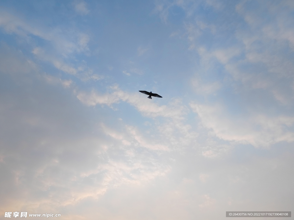 天空中展翅的雄鹰