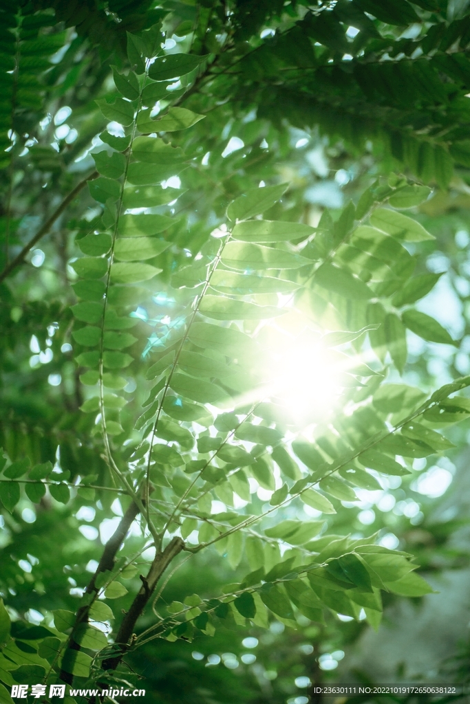绿树阳光