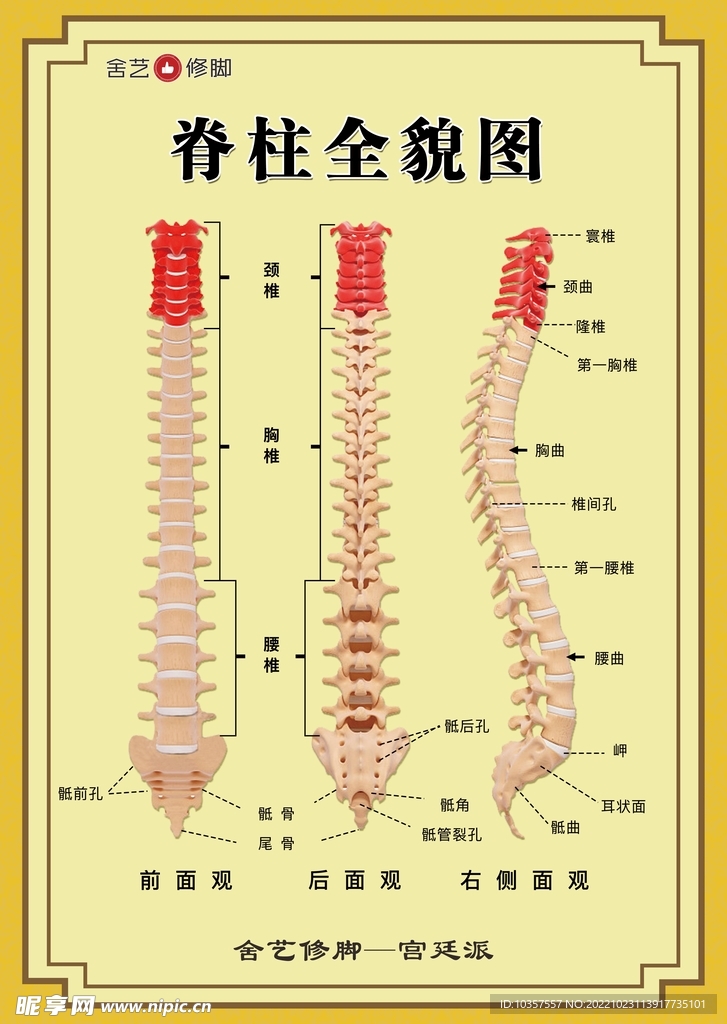 脊柱全貌图
