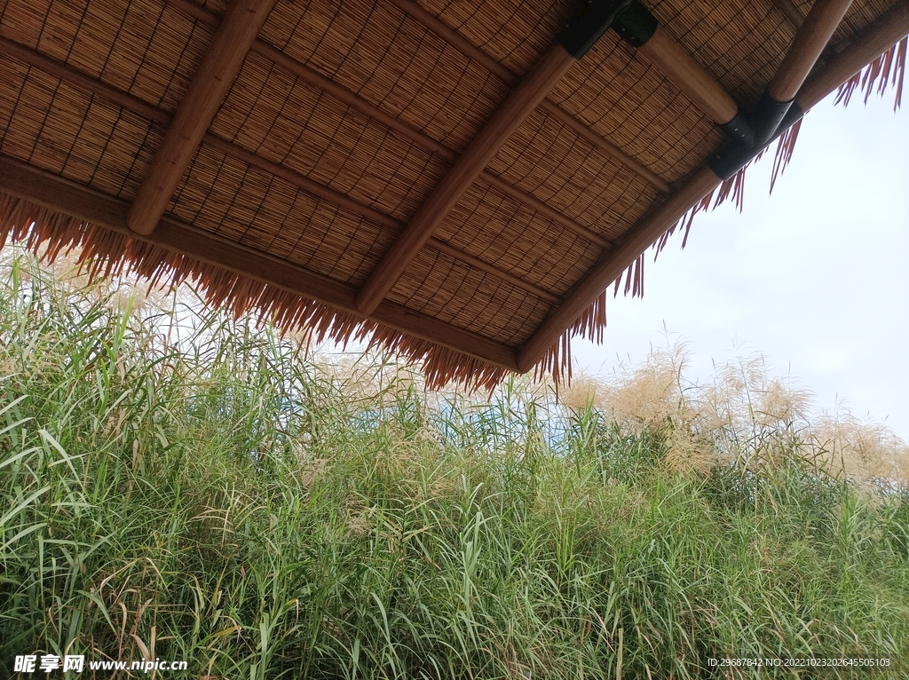 芦苇茅草屋