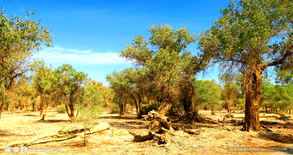 塔里木胡杨林