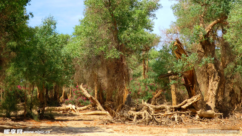 塔里木胡杨林