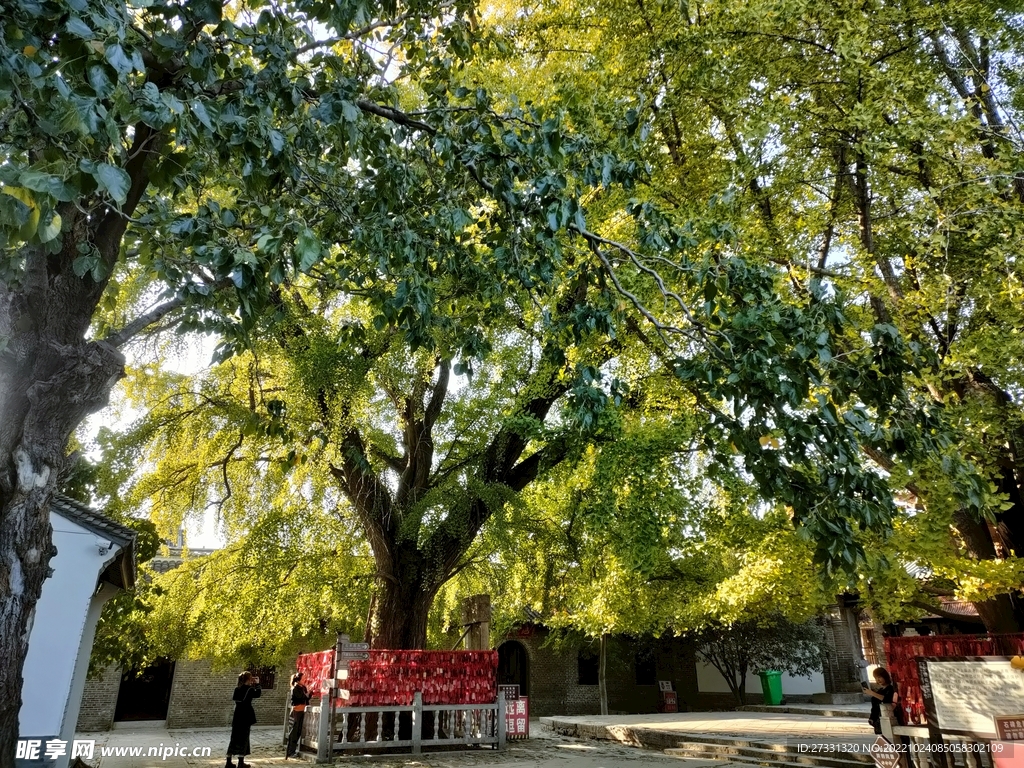 寿县报恩寺古银杏树