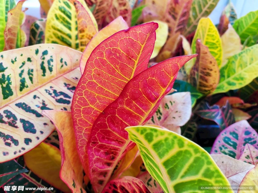 五彩斑斓的变叶木