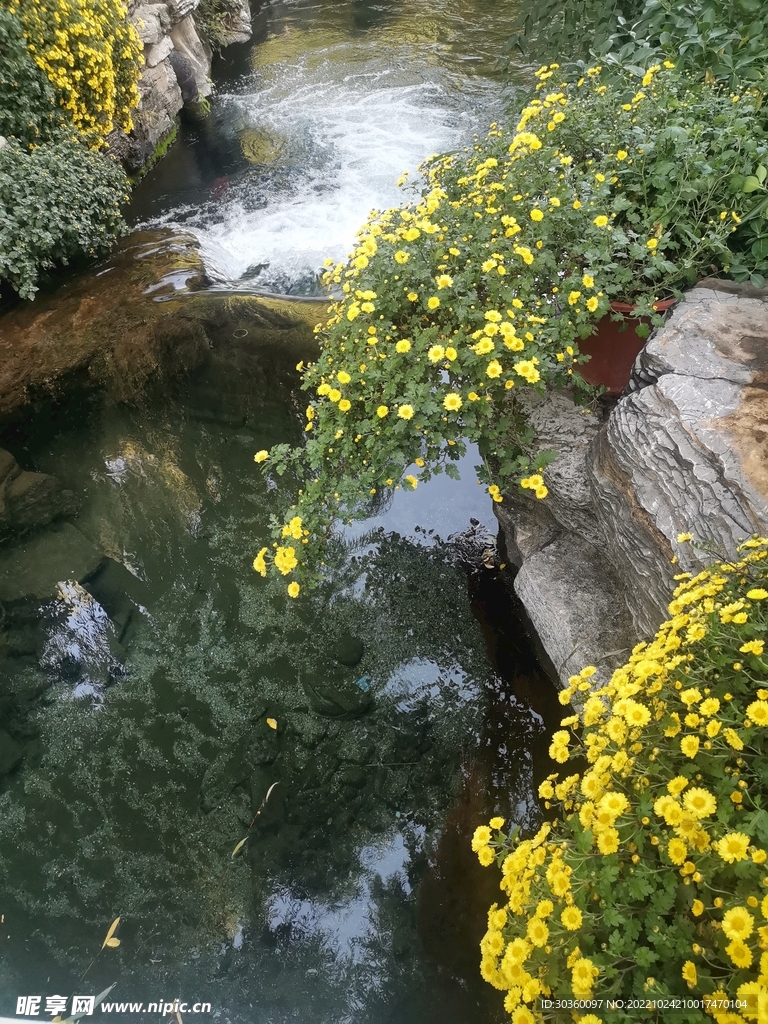 趵突泉菊花  风景