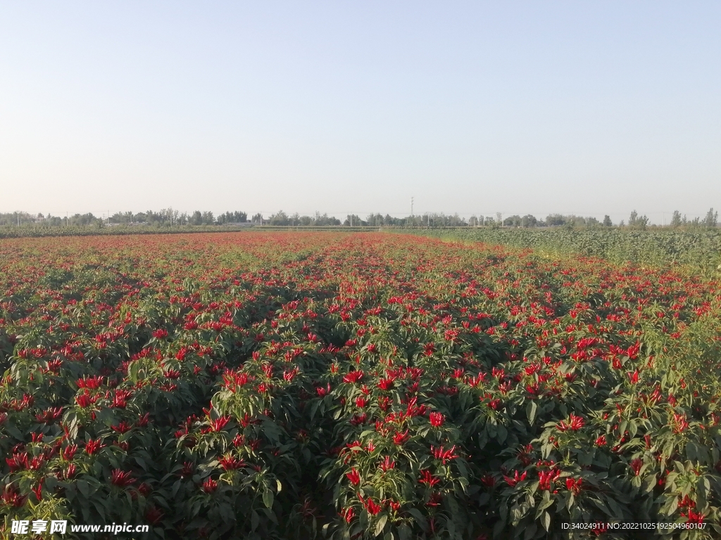 朝天椒丰收美图