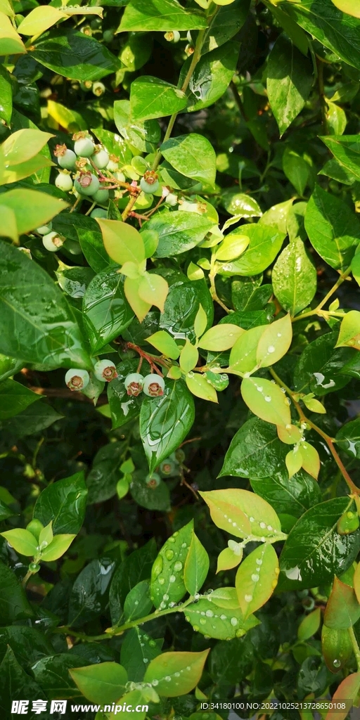 雨后蓝莓