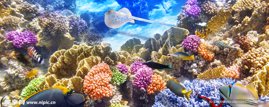 海洋珊瑚鱼