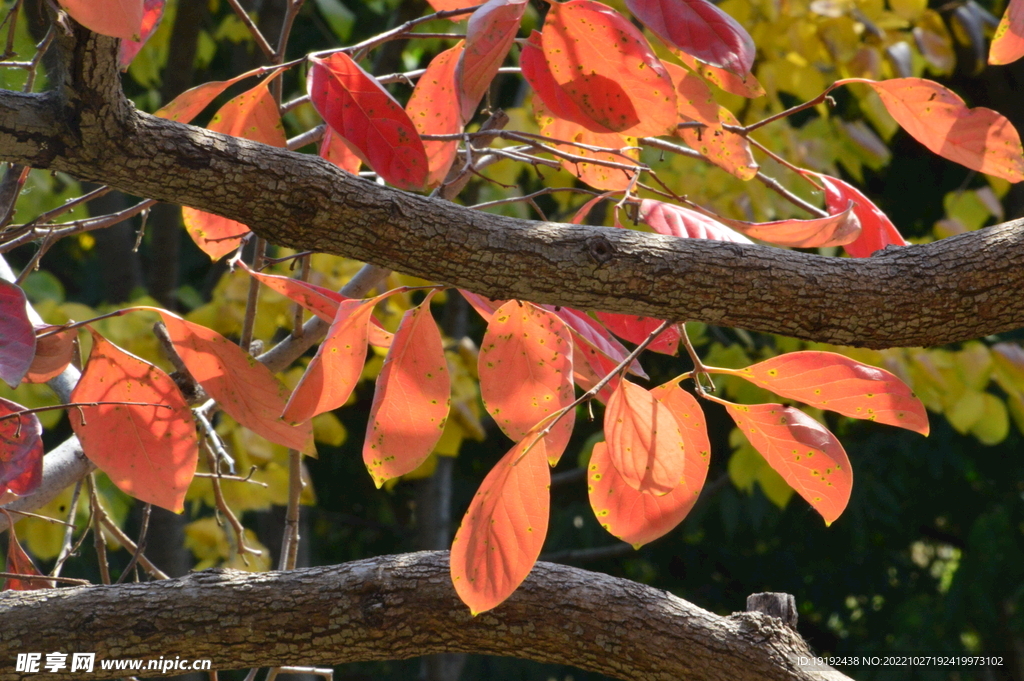柿树红叶  