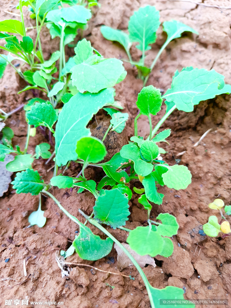 油菜苗