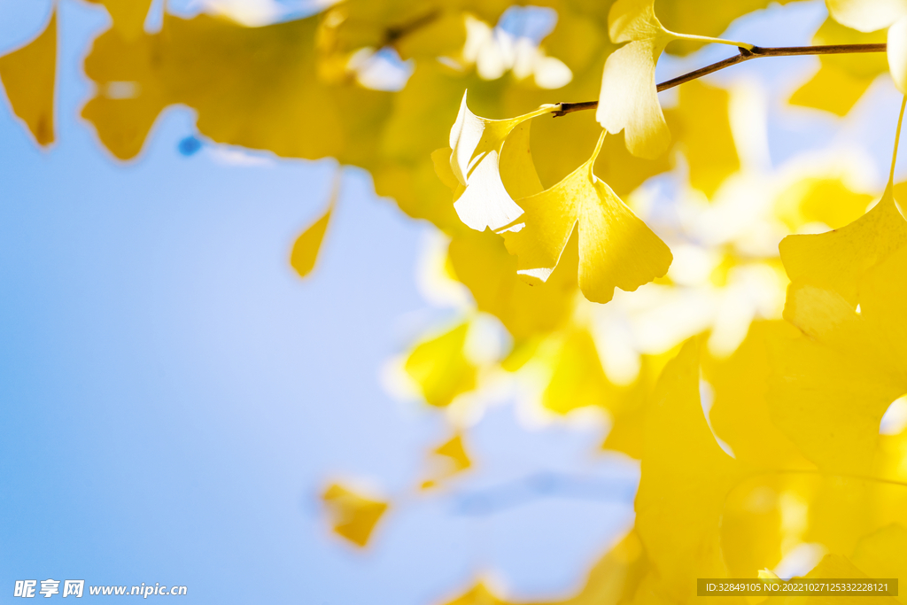 银杏叶特写