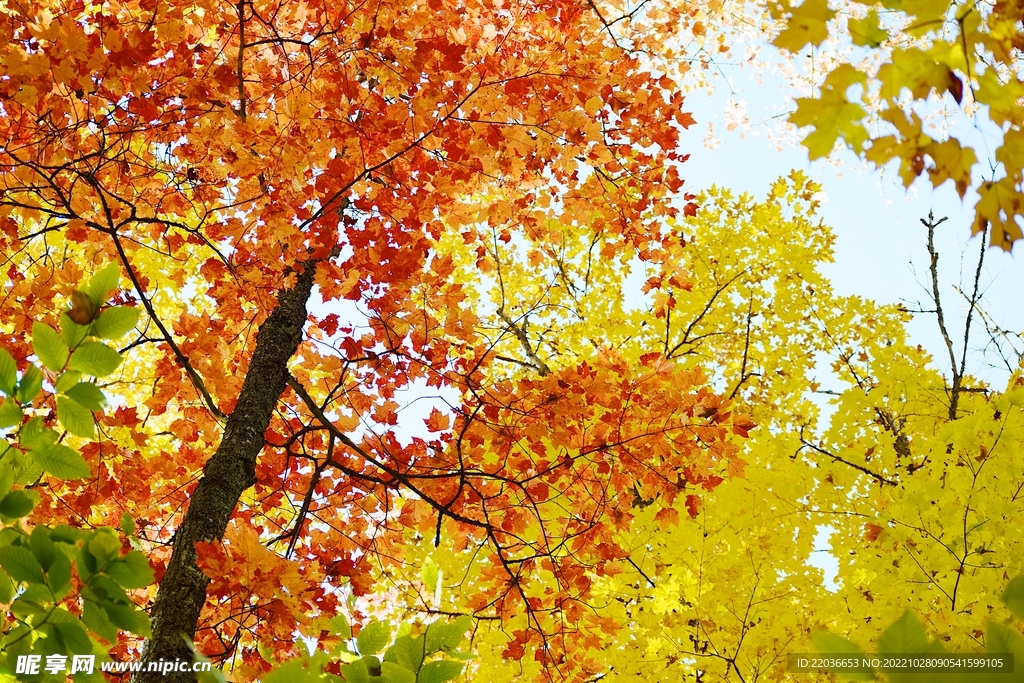 秋天枫树林枫叶