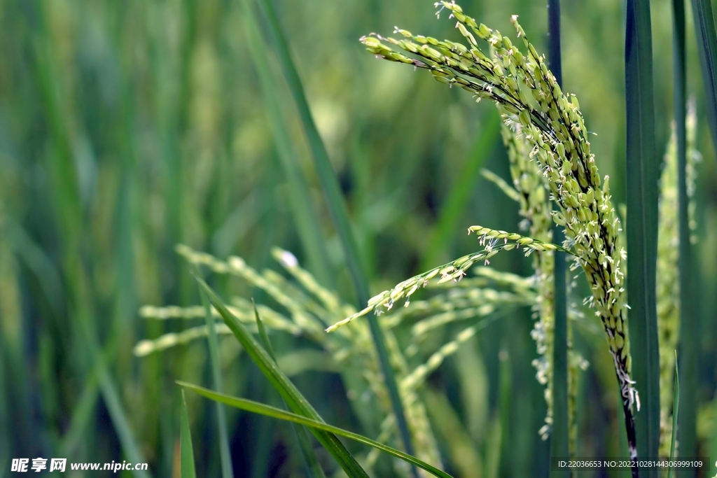 绿色稻田水稻穗