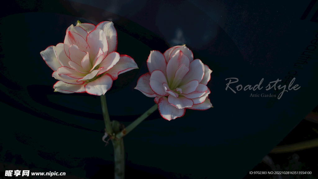 朱顶红条纹戴斯