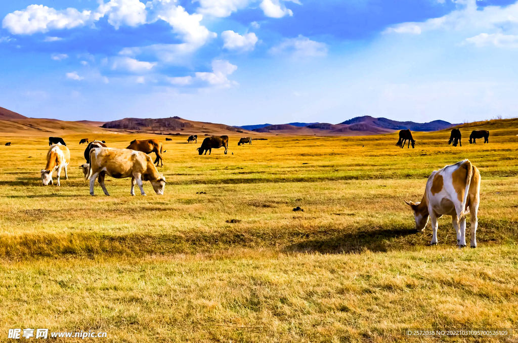 内蒙乌兰布统草原