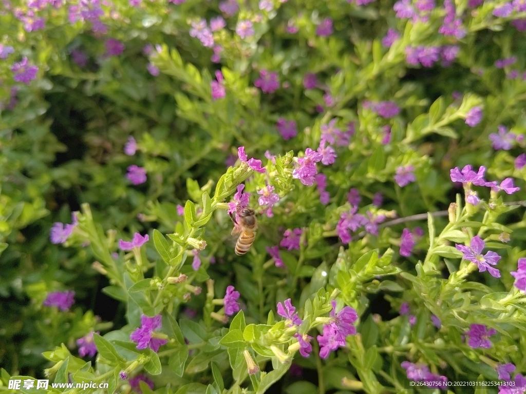 紫花满天星花丛里的小蜜蜂