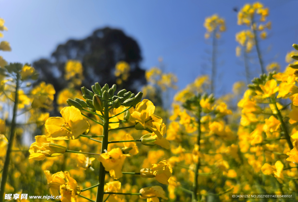 金黄油菜花
