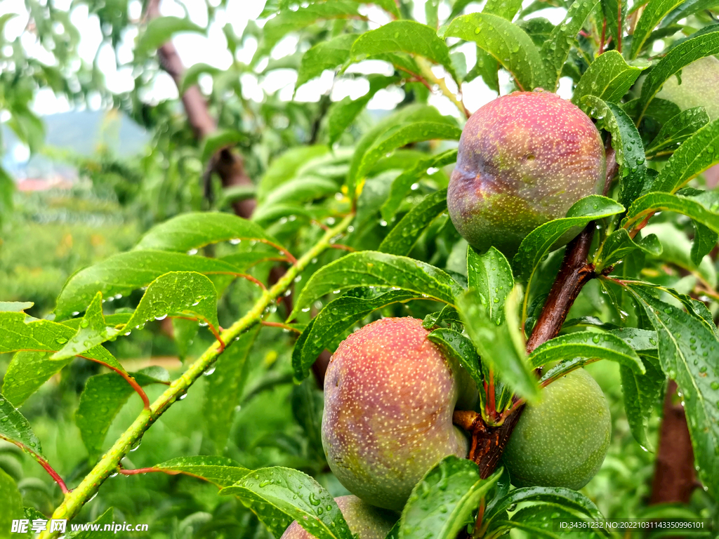 雨后李子园