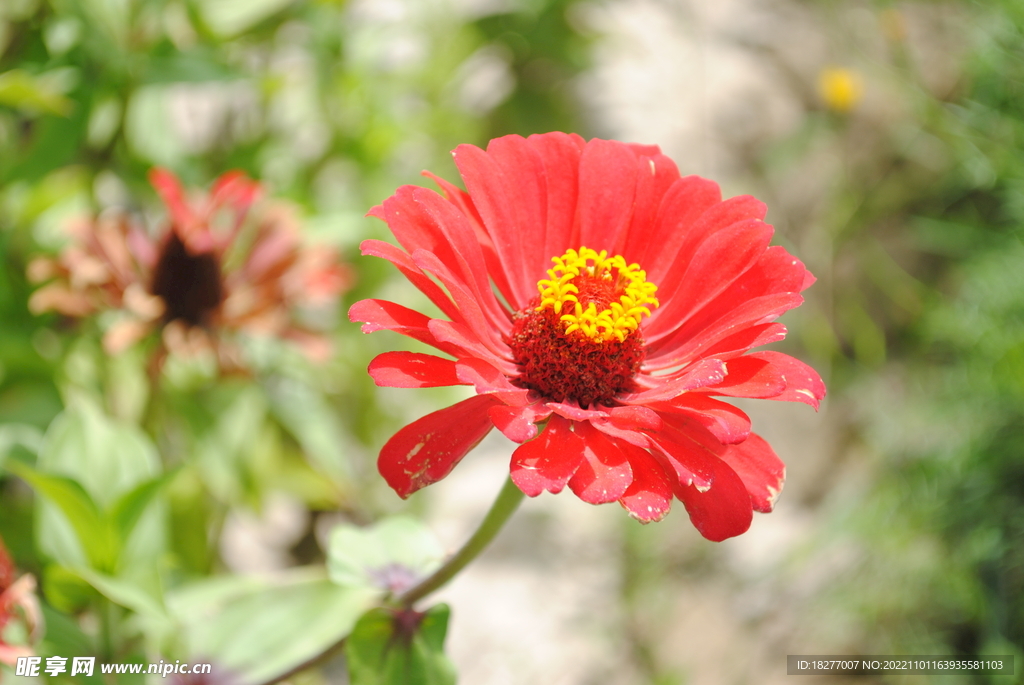 百日草 百日菊 步步高 红