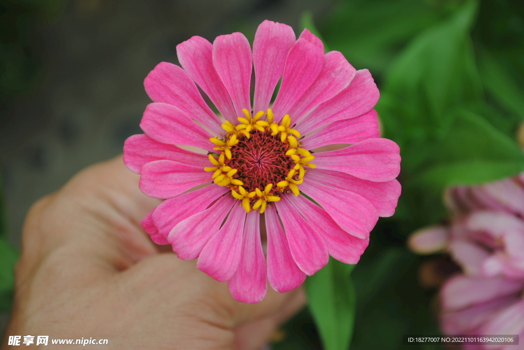 百日草 百日菊 步步高 粉色 