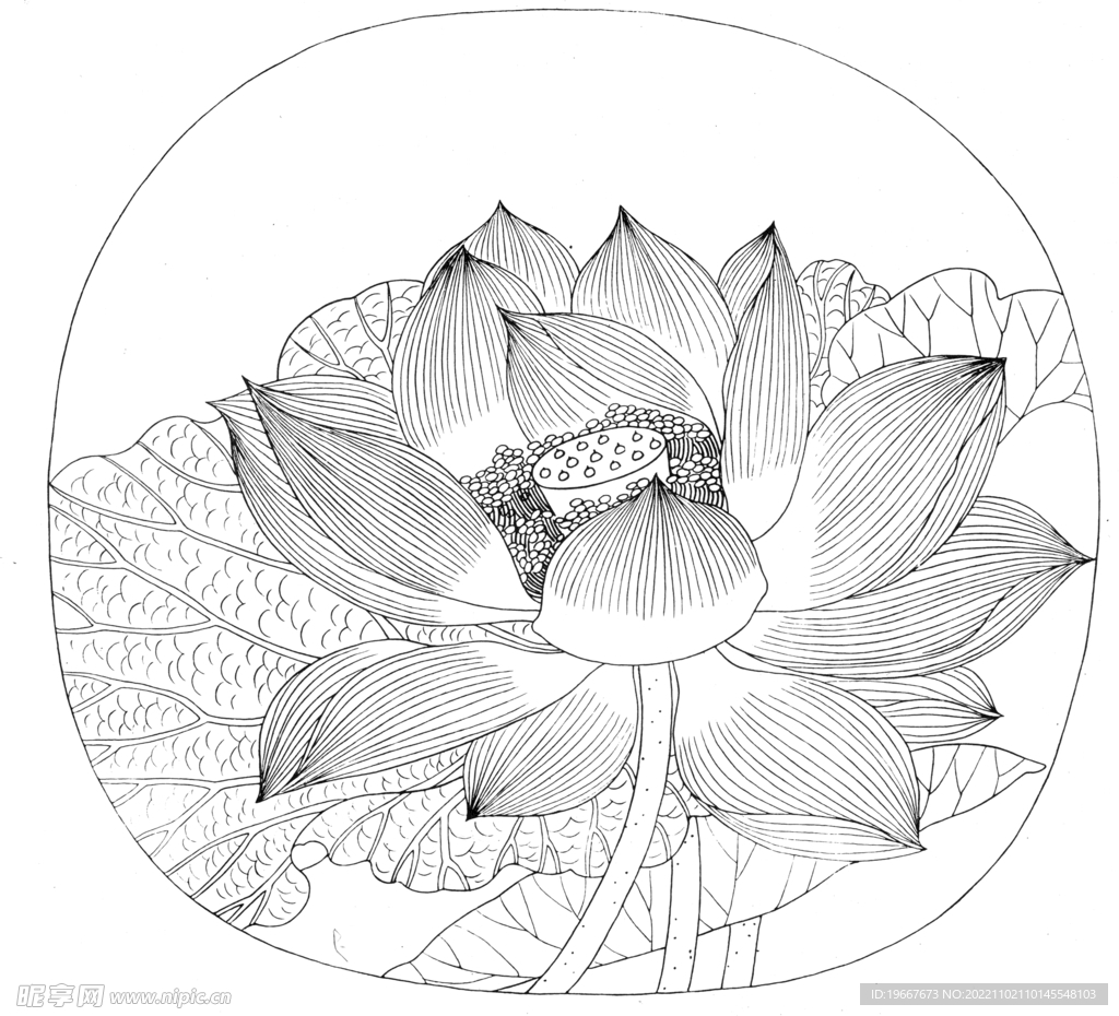 荷花线描