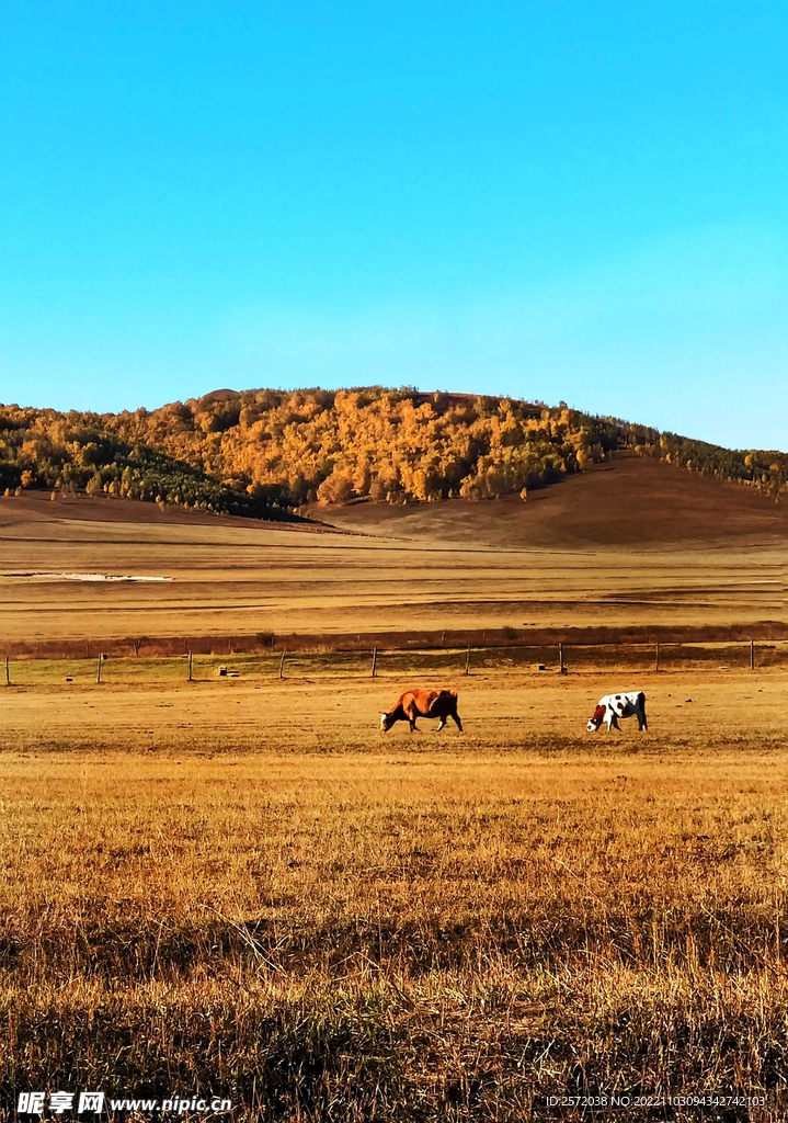 内蒙乌兰布统草原