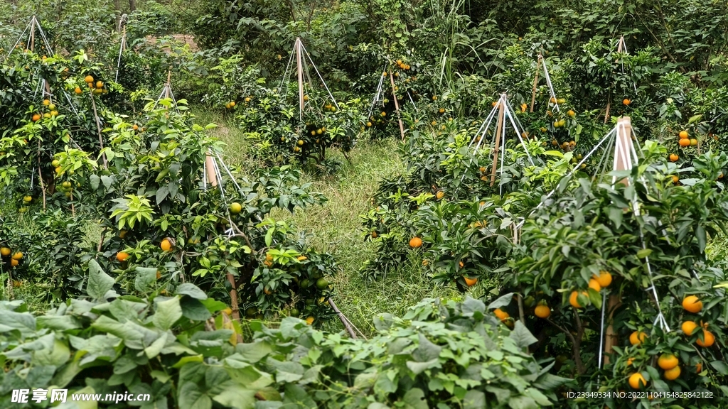 柑橘