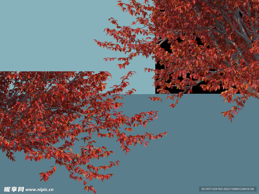 园林景观树超清免抠