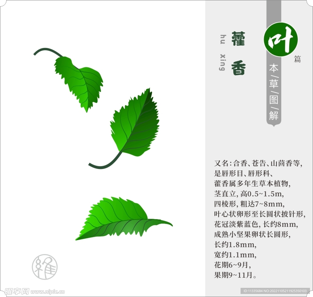 矢量草药藿香 叶