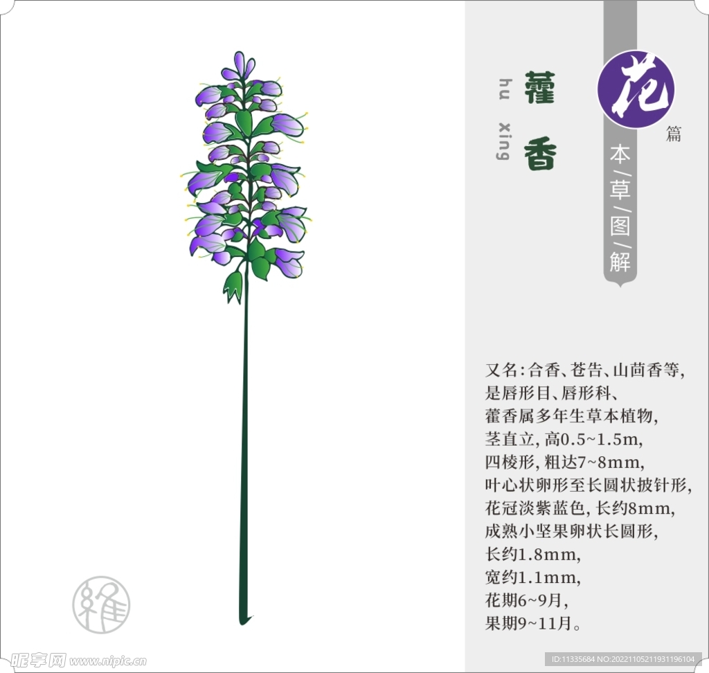 矢量草药藿香 花蕊