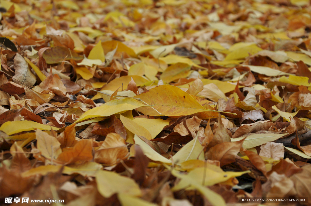 秋天的落叶