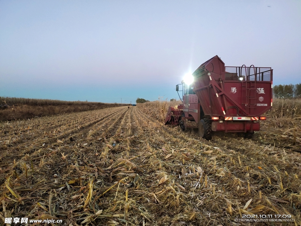 现代化农机收玉米