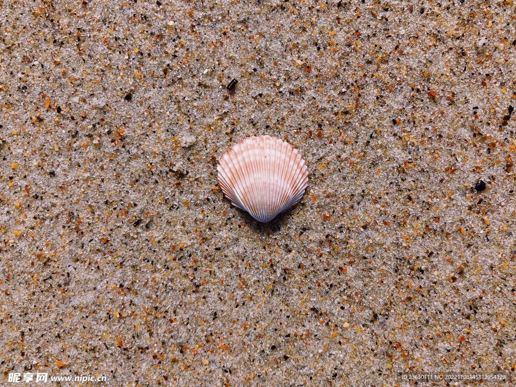 沙滩贝壳